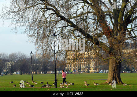 Clapham Common, London, UK. 9. Dezember 2016. Großbritannien Wetter.  Eine Frau joggt durch eine Herde von Kanadagänse. Bildnachweis: JOHNNY ARMSTEAD/Alamy Live-Nachrichten Stockfoto