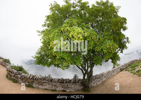 Gendarmenmarkt-Ahorn, Maßholder Gendarmenmarkt, Felsen-Ahorn, Burgen-Ahorn, Felsenahorn, Burgenahorn, Dreilappiger Ahorn, Dreilappen-Ahorn, Montpellier- Stockfoto