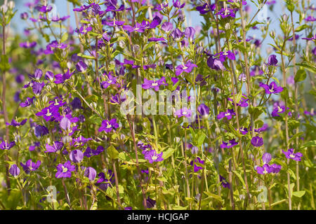 Echter Frauenspiegel Legousia Speculum-Veneris, Venusspiegel, Venus´ Looking Glass Stockfoto