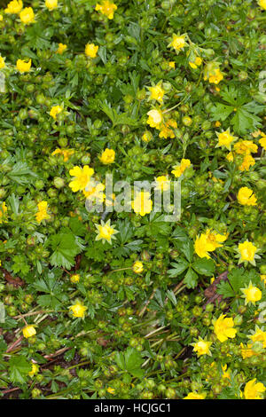 Frühlings-Fingerkraut, Frühlingsfingerkraut, Fingerkraut, Potentilla Neumanniana, Synonym: Potentilla Tabernaemontani, Potentilla Verna Frühlings Cinque Stockfoto