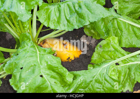 Futterrübe, Runkelrübe, Rohfütterer-gemeinsam, Runkel-gemeinsam, Runkel, gemeinsam, selbst, Beta Vulgaris Subspecies Vulgaris, Beta Vulgaris var. Rapacea, Mangelwurzel, Mangol Stockfoto