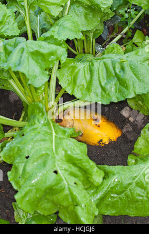 Futterrübe, Runkelrübe, Rohfütterer-gemeinsam, Runkel-gemeinsam, Runkel, gemeinsam, selbst, Beta Vulgaris Subspecies Vulgaris, Beta Vulgaris var. Rapacea, Mangelwurzel, Mangol Stockfoto