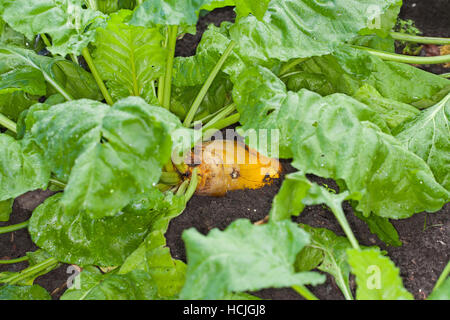 Futterrübe, Runkelrübe, Rohfütterer-gemeinsam, Runkel-gemeinsam, Runkel, gemeinsam, selbst, Beta Vulgaris Subspecies Vulgaris, Beta Vulgaris var. Rapacea, Mangelwurzel, Mangol Stockfoto