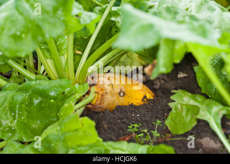 Futterrübe, Runkelrübe, Rohfütterer-gemeinsam, Runkel-gemeinsam, Runkel, gemeinsam, selbst, Beta Vulgaris Subspecies Vulgaris, Beta Vulgaris var. Rapacea, Mangelwurzel, Mangol Stockfoto