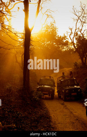 Touristen auf Safari-Jeeps warten auf einen Tiger Sichtung bei Sonnenuntergang im Corbett National Park, Uttarakhand, Indien Stockfoto