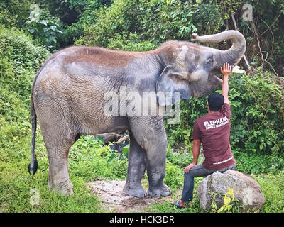 Elefant-Dschungel-Camp, Thailand Stockfoto