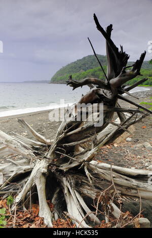 Verdreht trockenen Baumstamm von der Flut mitgerissen und landete auf dem vulkanischen dunklen Sand des Strandes der See Fangteng Conservation Area an der Westküste Stockfoto