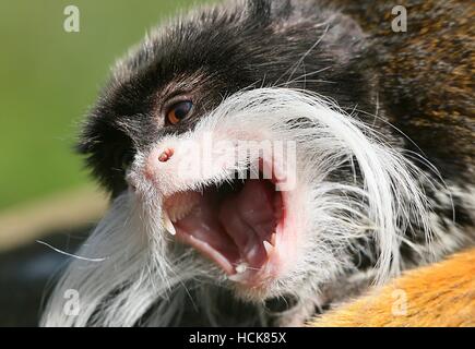 Knurren südamerikanischen Kaiser Tamarin Affe (Saguinus Imperator), stark verärgert. Stockfoto