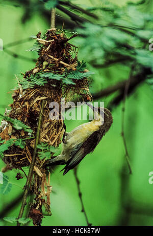 Lila Sunbird, Nectarina Asiatica oder Cinnyris Asiaticus, weibliche ihren Nestbau, Rajasthan, Indien Stockfoto