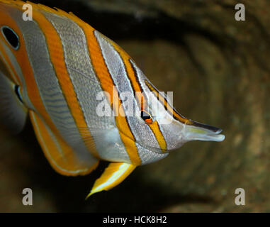 Copperband Butterflyfish, a.k.a. Schnabel Korallenfische (Chelmon Rostratus), stammt aus dem Pazifik & indischen Ozean Stockfoto