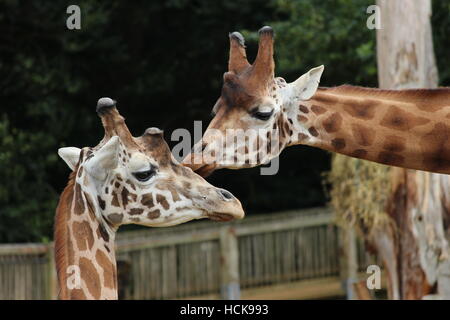 Mutter-Kind-Giraffen küssen Pflege kommunizierenden Porträt Kopfschüsse Kopf geschossen Cotswold Wildlife Park Stockfoto