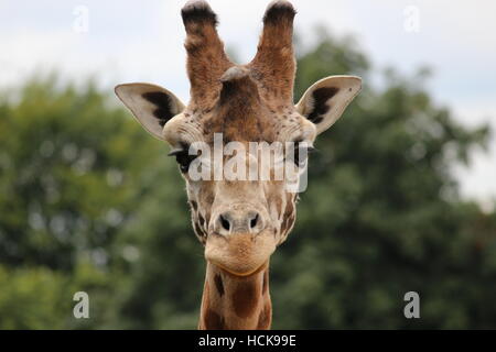 Giraffe Porträt Cotswold Wildlife Park junge stolz Kopfschuss Kopf Stockfoto