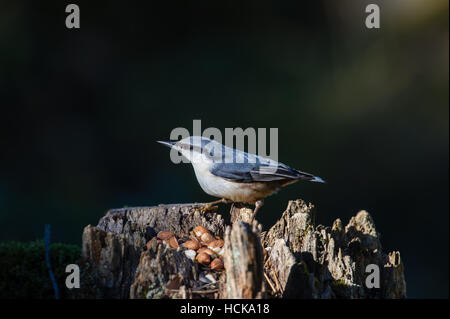 Eine schöne Kleiber (Sitta Europaea) sitzt auf einem Baumstumpf mit einem schönen dunklen bokeh Stockfoto