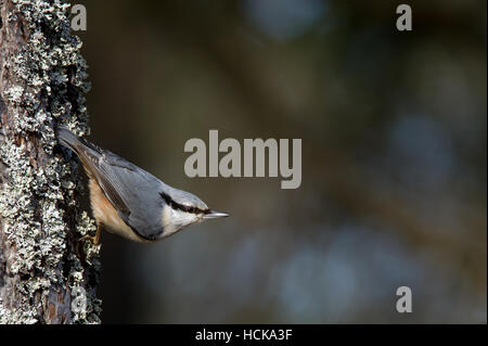 Der Kleiber (Sitta Europaea) in eine klassische Position auf den Kieferrinde mit einem schönen bokeh Stockfoto