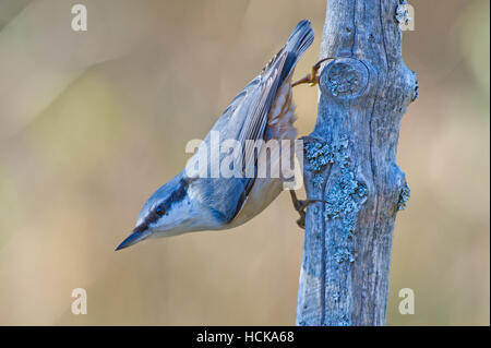 Der Kleiber (Sitta Europaea) in eine klassische Position auf die Pole mit einem hellen defokussierten Hintergrund Stockfoto