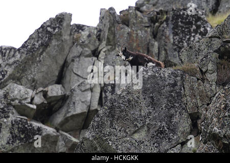 Britische Primitive Wildziegen wissen auch als wilde wilde Ziegen. Aufgenommen in Findhorn Tal, Schottland. Stockfoto