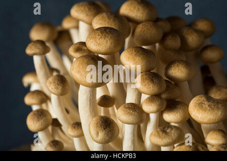 Rohe organische braun Buche Pilze in einem Bündel Stockfoto