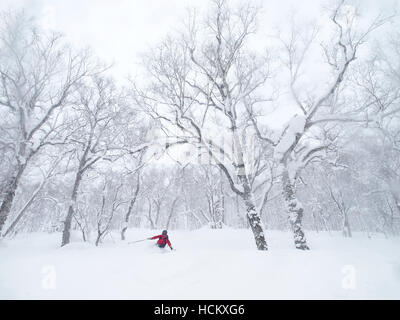 Skifahrer Frederike van Dantzig steigt ein Berghang mit Schnee bedeckten Birken im Skigebiet von Rusutsu, Japan. Rusutsu befindet sich auf der Insel Hokkaido und ist bekannt für den Tiefschnee. Stockfoto