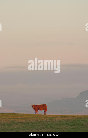 Braune Kuh im Abendlicht Stockfoto
