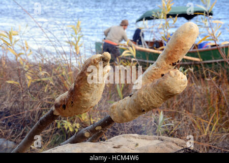 Bannock am Stiel, eine native North American Essen ähnlich wie Brot, gekocht auf einem Lagerfeuer in Nord-Ontario, Kanada. Stockfoto