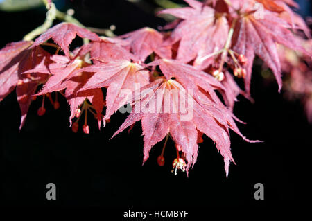 Nahaufnahme von roten japanischen Ahorn Acer palmatum Baum Blätter im Frühjahr, Vancouver, British Columbia, Kanada Stockfoto