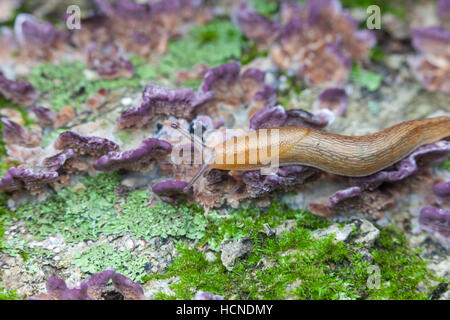 Ein düsterer Slug (Arion Subfucus) bewegt sich langsam über eine Login-Pilz und Moos bedeckt. Stockfoto