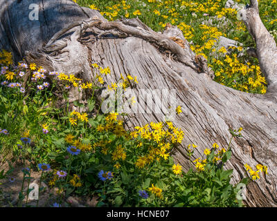 Gelbe Arnika und toter Baum anmelden, Lost Lake Trail, Medicine Bow-Routt National Forest, Snowy Range, Wyoming. Stockfoto