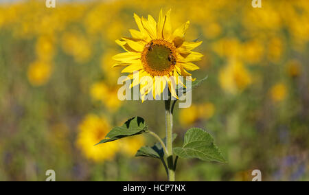 Sonnenblume vor Sonnenblumenfeld, Naturpark obere Donau, Baden-Württemberg, Deutschland Stockfoto