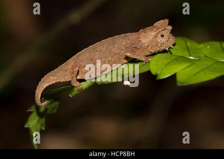 Braun Blatt Chamäleon (Brookesia Superciliaris), juvenile auf Blatt, Regenwald, Ranomafana Nationalpark, Southern Highlands Stockfoto