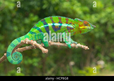 Pantherchamäleon (Furcifer Pardalis), männliche auf Zweig, Ankify, Nordwestküste, Madagaskar Stockfoto