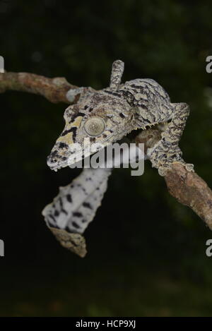 Riesiges Blatt-Tail Gecko (Uroplatus Gigantaeus), Regenwald, Montagne d'Ambre National Park, Norden von Madagaskar, Madagaskar Stockfoto