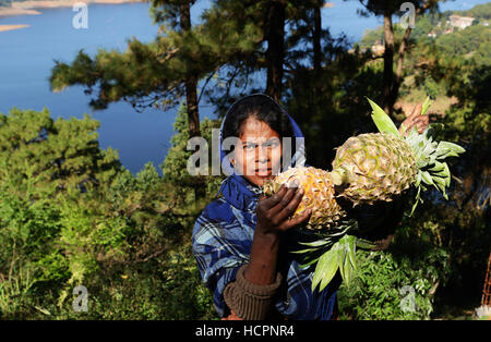 Frische Ananas Umiam See in der Nähe von Shillong, Indien verkauft. Stockfoto