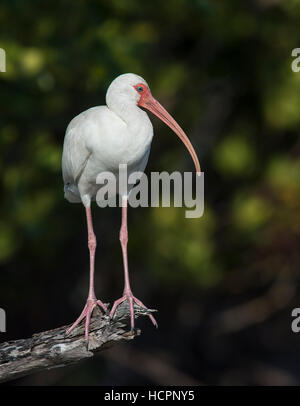 Weißer Ibis (Eudocimus Albus) thront Stockfoto