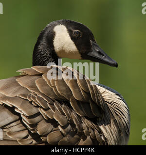 Kanadagans (Branta Canadensis) Porträt mit Feder detail Stockfoto