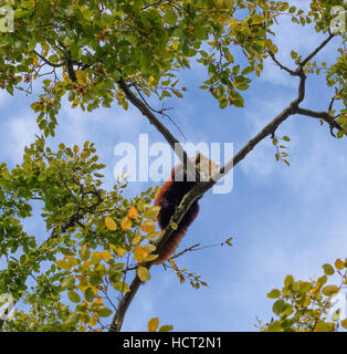 Roter Panda entspannende oben einen Baum Stockfoto