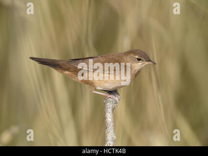 Savi Laubsänger - Locustella luscinioides Stockfoto