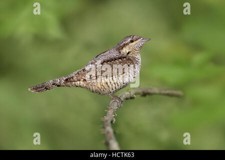 Wendehals - Jynx torquilla Stockfoto