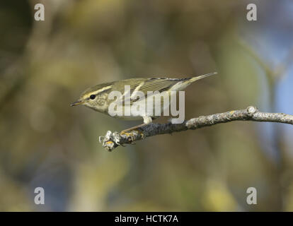 Gelb-browed Warbler - Phylloscopus inornatus Stockfoto