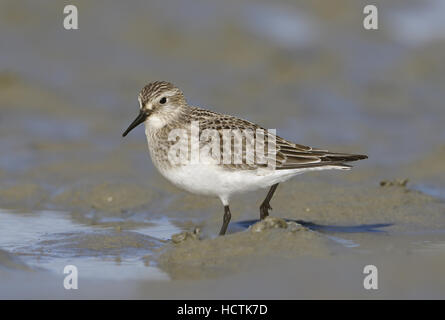 Baird Strandläufer - Calidris bairdii Stockfoto