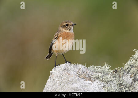 Schwarzkehlchen - Saxicola Torquata - weiblich Stockfoto