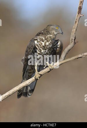 Honig-Bussard Pernis apivorus Stockfoto