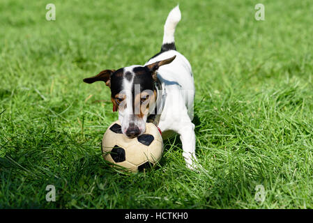 Hund beißen Fußball spielen auf dem grünen Rasen Stockfoto