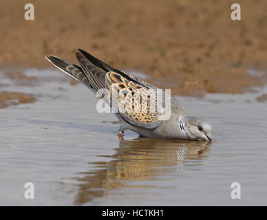 Turteltaube - Streptopelia turtur Stockfoto