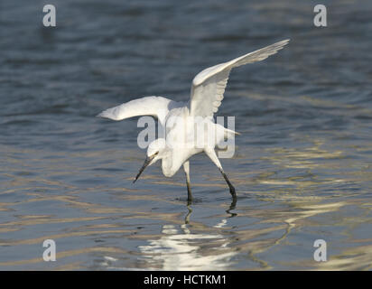 Seidenreiher - Egretta garzetta Stockfoto