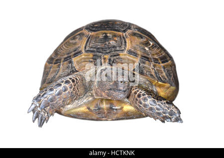 Sporn-thighed Tortoise - Testudo graeca Stockfoto