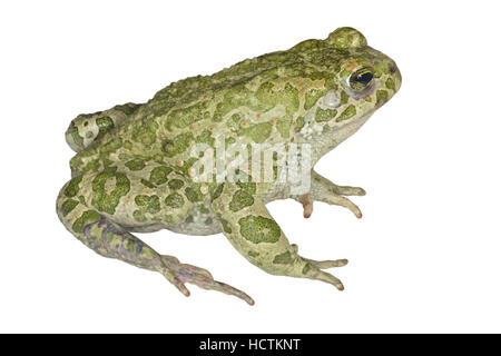 Europäische grüne Kröte - Bufo viridis Stockfoto