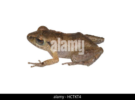 Lesser Antillean Whistling Frog - Eleutherodactylus johnstonei Stockfoto