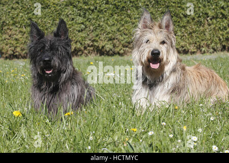 zwei Berger Picard, Männchen, 7 Jahre alt und 22 Monate alt Stockfoto