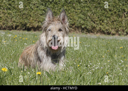 Berger Picard, Männlich, 22 Monate alten Fauve Charbonne Stockfoto