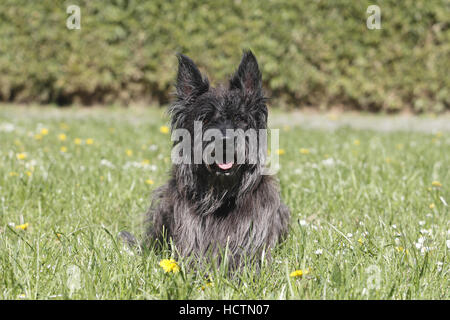 Berger Picard, Männlich, 7 Jahre alt, Fauve allzulanger Stockfoto